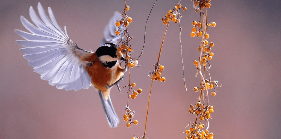 Proteger_faune_et_Flore_avec_Yeli