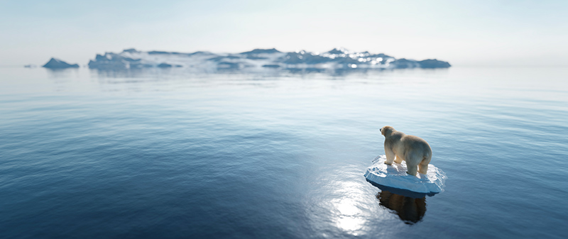 ours polaire changement climatique