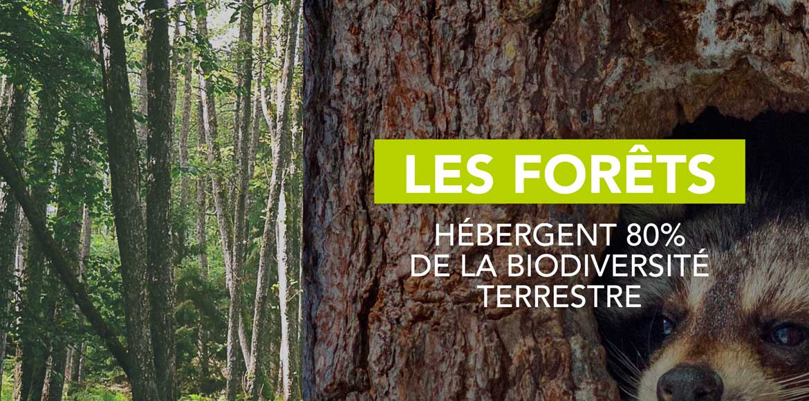 reforest'action