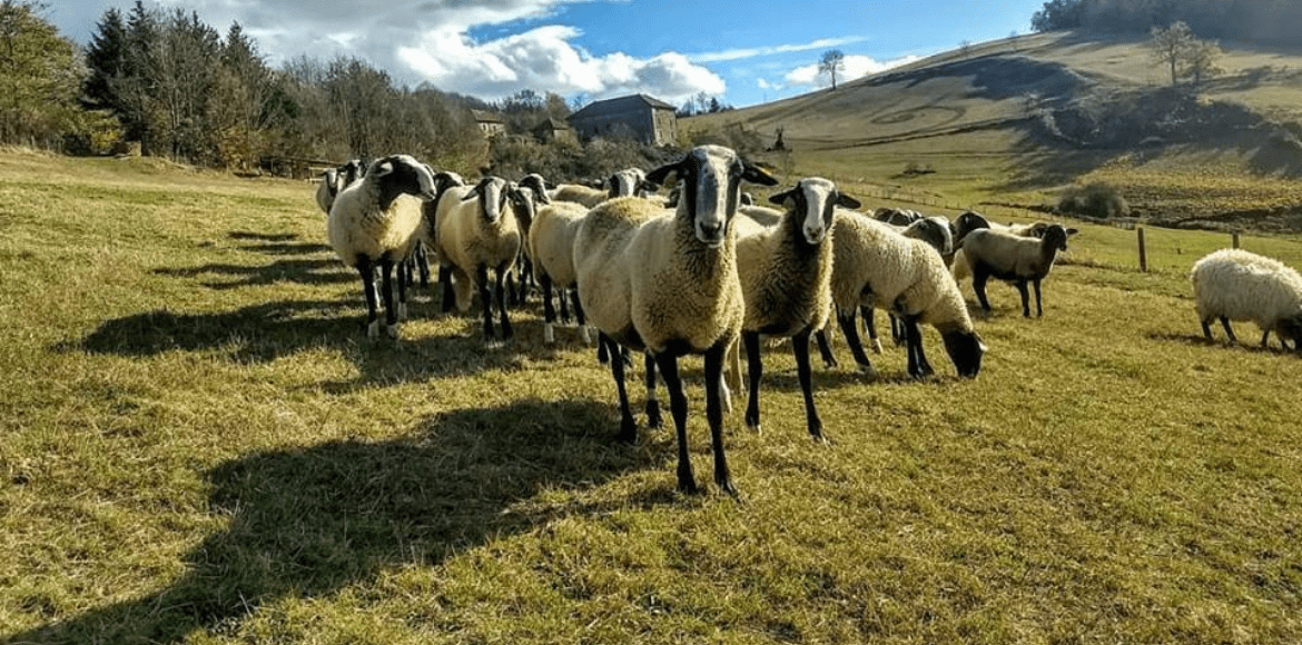 Labêle Colline : élevage de brebis bio