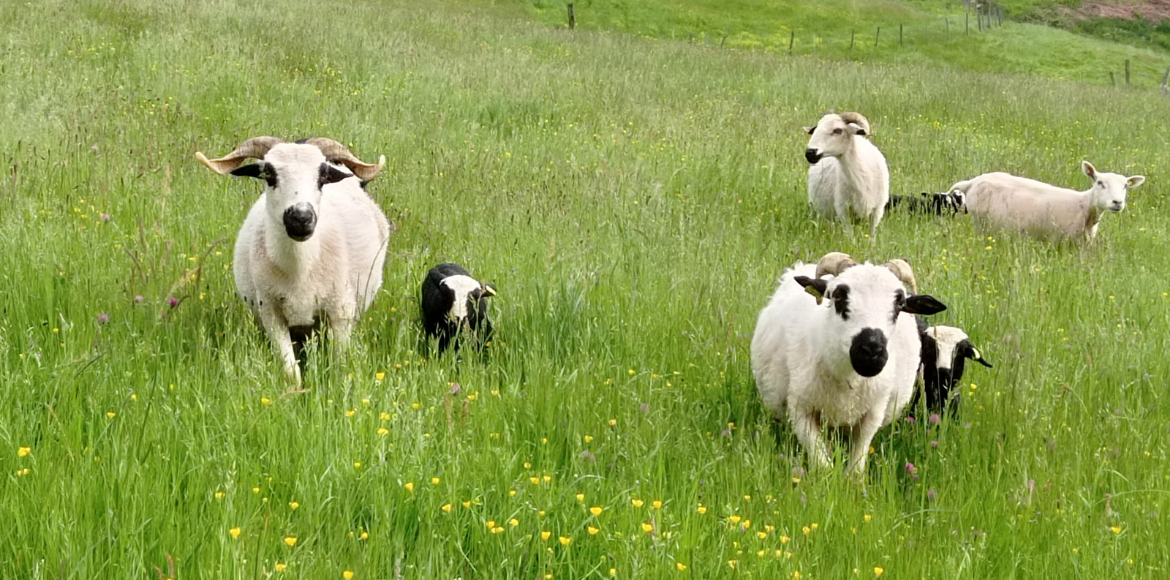 Brebis de Labêle Colline