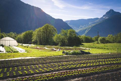 avec Yéli soutenez la cagnotte des champs