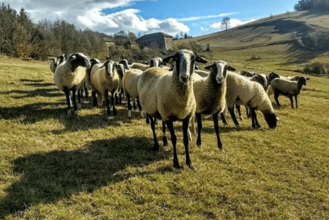 Labêle Colline : élevage de brebis bio